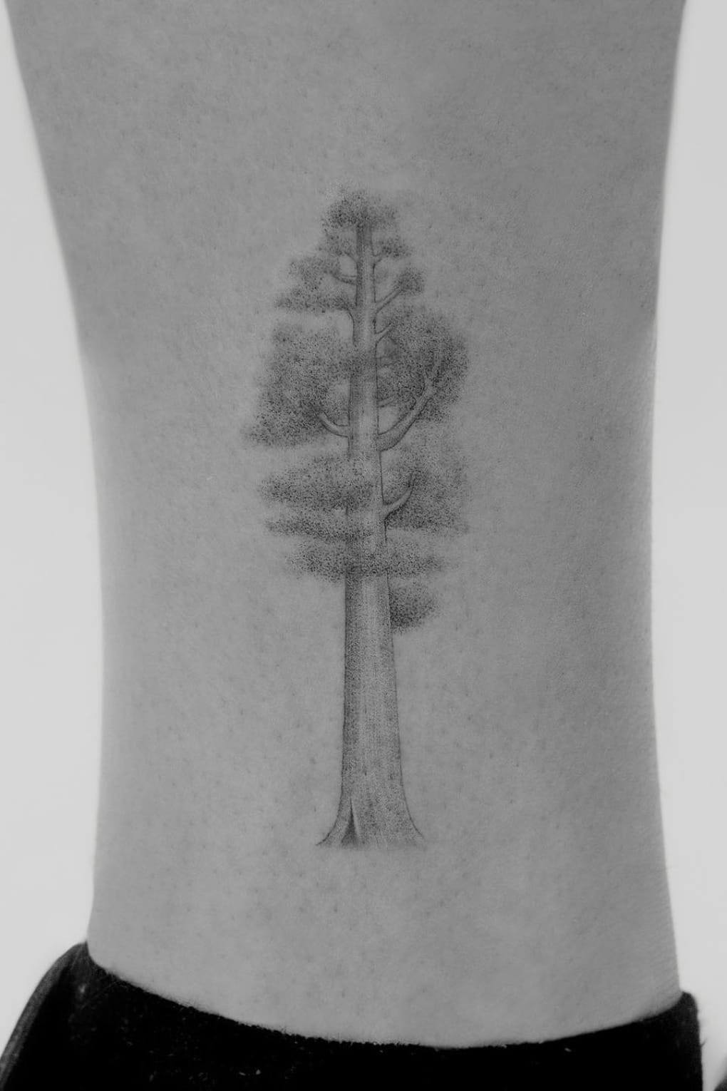 Sequoia Tattoo